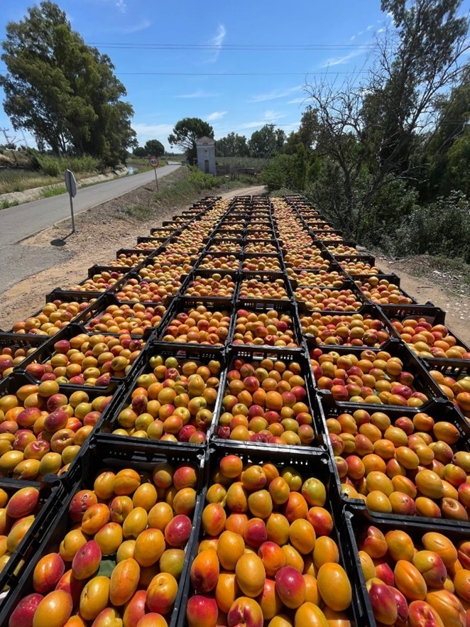 Producción de fruta